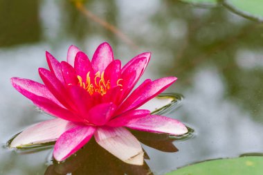 Mor nilüfer çiçek bir havuzda