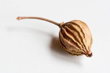Amomum villosum Lour kurutulmuş meyve