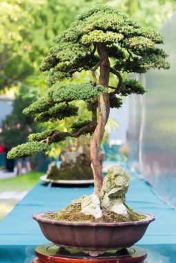 Bonsai çam ağacı güneş ışığı altında bir tencerede