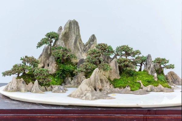 Bonsaiträd på en sten mot vit vägg — Stockfoto