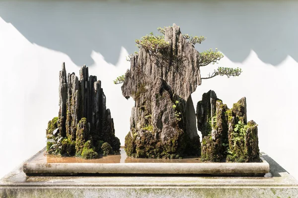 Bonsaiträd på en sten mot en vit vägg i solljus — Stockfoto