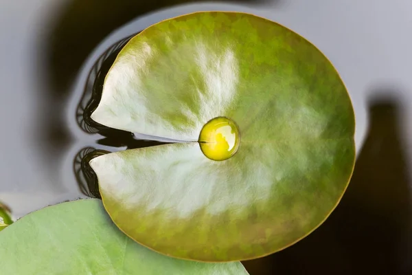Kropla wody na liściu lotosu w stawie — Zdjęcie stockowe