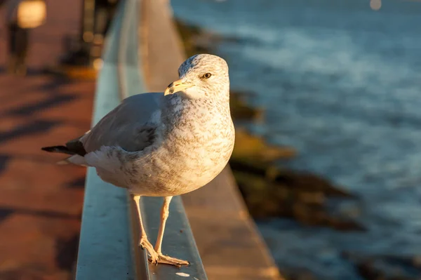 Gaviota mirando la cámara al atardecer —  Fotos de Stock