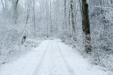 Kar altında bir ormandaki bir yol