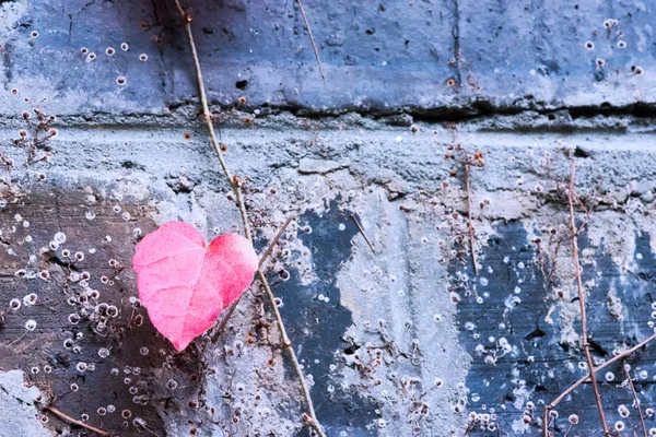 Corazón en forma de licencia roja en una pared de ladrillo — Foto de Stock