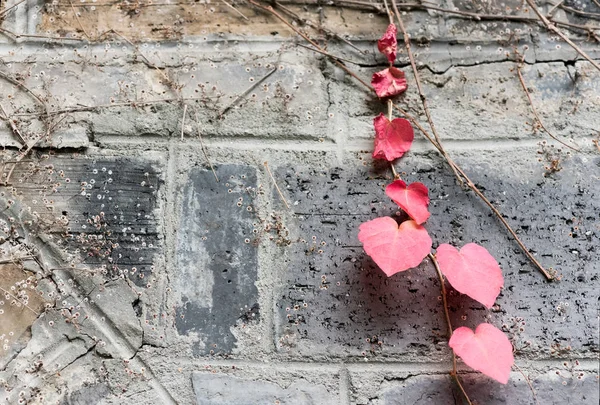 Hojas rojas en forma de corazón en una pared de ladrillo — Foto de Stock