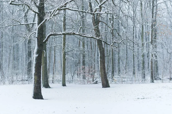 Las w zimie pod śniegiem — Zdjęcie stockowe