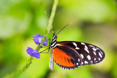 Bir çiçek polen alarak kelebek