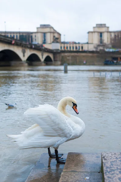 Swan vid floden Seine i Paris — Stockfoto