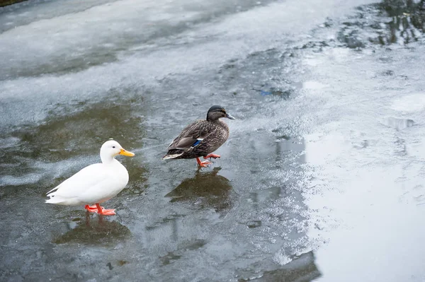 Ankor på is på en fryst kanal — Stockfoto