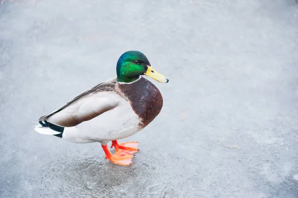 Gräsand på is på en fryst kanal — Stockfoto