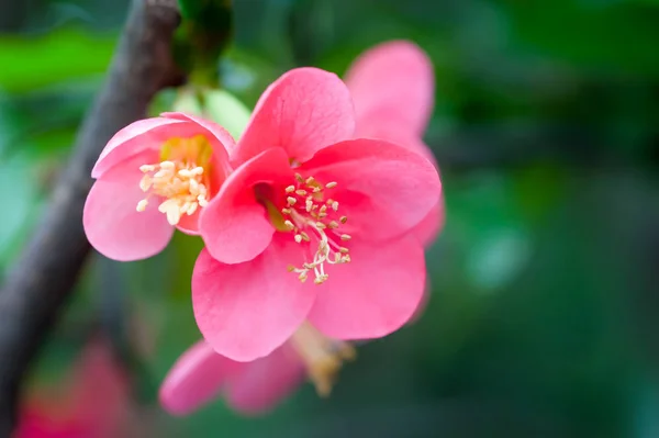 Malus κόκκινο λουλούδι spectabilis - κινεζική crabapple — Φωτογραφία Αρχείου