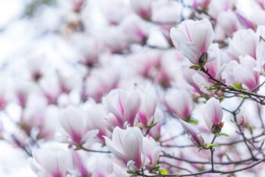 Manolya denudata çiçekler bahar