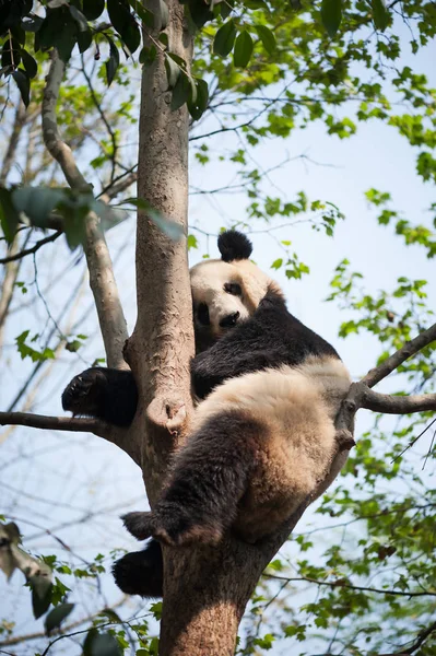 Dev panda bir ağaçta uyku — Stok fotoğraf