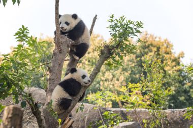 Two panda cubs in a tree clipart