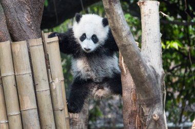 Panda yavrusu ağaçta oynarken
