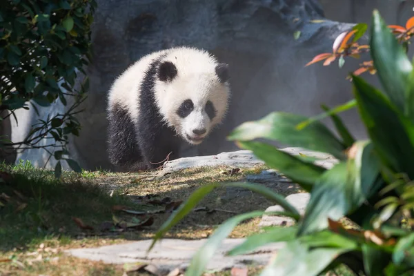 Панда куб ходить на сонці — стокове фото