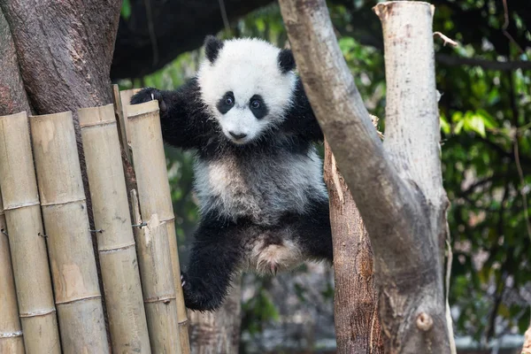 Σκύμνος Panda παίζοντας σε ένα δέντρο — Φωτογραφία Αρχείου