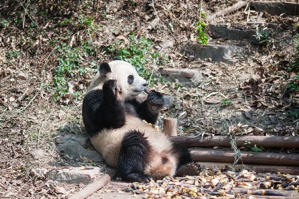 Гигантская панда сидит и ест бамбук — стоковое фото