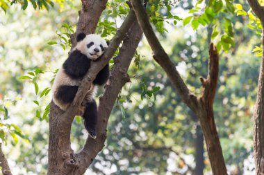 Panda cub sleeping in a tree clipart