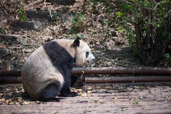 Giant panda τρώει μπαμπού closeup — Φωτογραφία Αρχείου