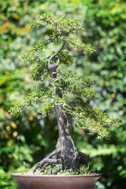 Bonsai ağacı yeşil bir arka plana dayanır