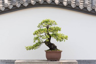 Bonsai ağacı beyaz duvara bir masada