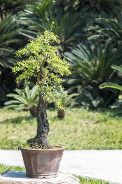 Tencerede bonsai ağacı