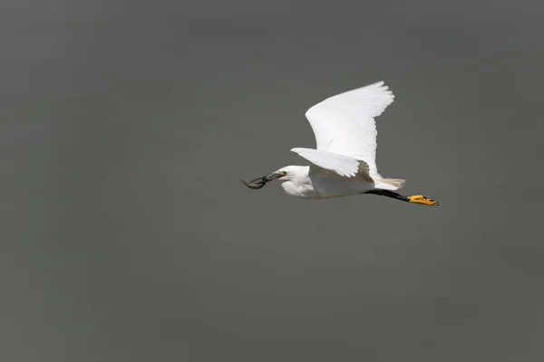Malý ptáček Egreta Garzetta rybaření — Stock fotografie