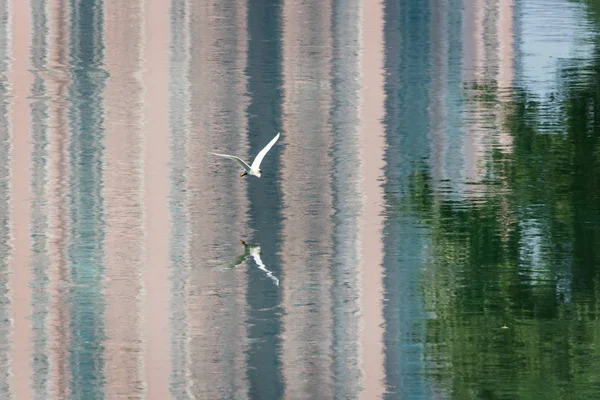 Pequeña garza Egreta Garzetta volando con reflejos de construcción en el agua —  Fotos de Stock