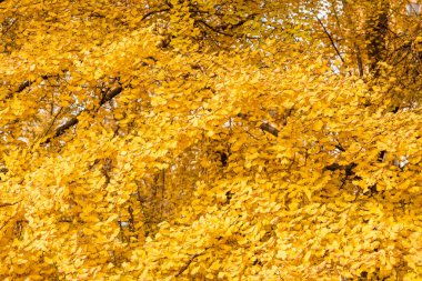 Sonbahar arkaplanında sarı yapraklı Gingko ağaçları