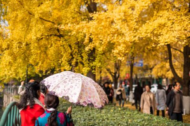 İnsanlar, Jinli Zhonglu sokağındaki Jinjiang nehrinin kenarındaki gingko ağaçlarında sarı yaprakların fotoğraflarını çekiyor..