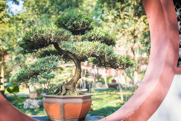 Bonsai fa a piros kör ablakán — Stock Fotó