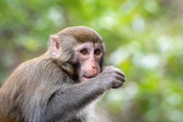 Retrato de um macaco Rhesus macaco — Fotografia de Stock