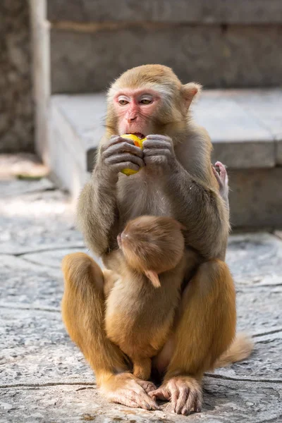 Retrato de um macaco Rhesus segurando seu filhote — Fotografia de Stock