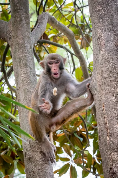 Retrato de um macaco Rhesus em uma árvore — Fotografia de Stock