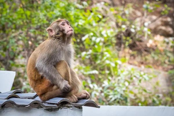 Retrato de um macaco Rhesus macaco — Fotografia de Stock