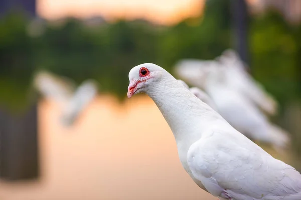 白い鳩は日没時にカメラを見て — ストック写真