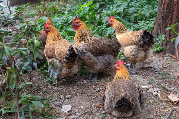 Čtyři kuřata u stromu — Stock fotografie