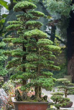 Kavanozdaki çam ağaçları