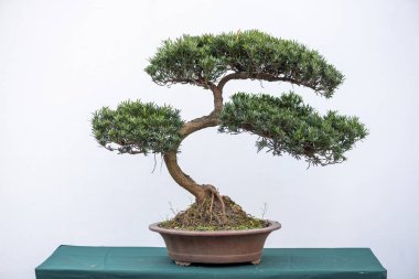 Kavisli bonsai çam ağacı beyaz duvara karşı