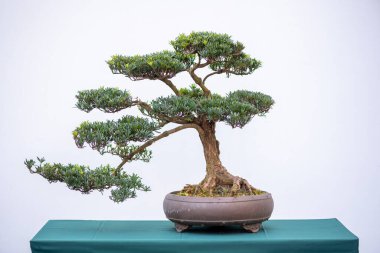 Bonsai çam ağacı beyaz duvara karşı