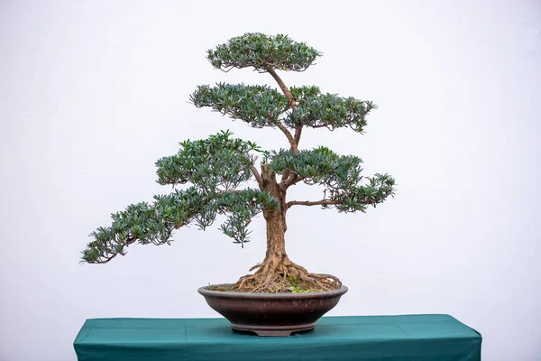 Bonsai-Kiefer gegen weiße Wand — Stockfoto