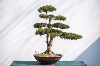 Kavisli bonsai çam ağacı beyaz duvara karşı
