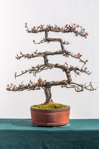 Bonsaitree Stock Fotografie Royalty Free Bonsaitree Obrazky Depositphotos Bonsaitree Stock Fotografie Royalty Free Bonsaitree Obrazky Depositphotos