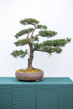 Bonsai çam ağacı beyaz duvara karşı