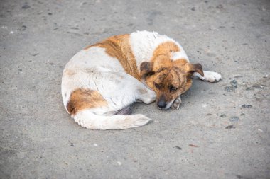 Küçük köpek yerde yatıyor.