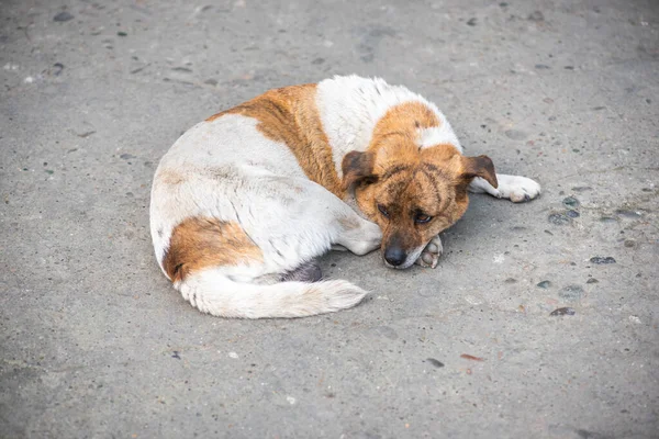 Little dog lying on the ground — Stock Photo, Image