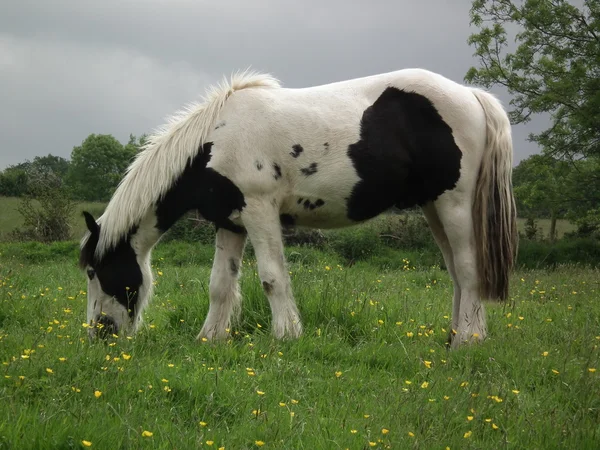 El caballo amistoso en el campo — Foto de Stock