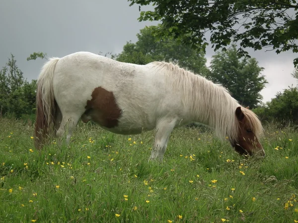 El caballo amistoso en el campo — Foto de Stock